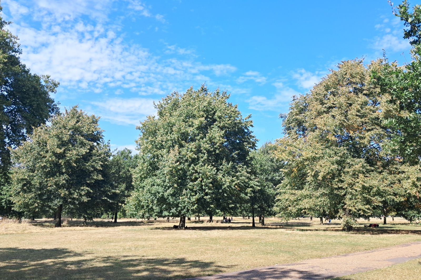 Les grands arbres de Hyde Park à Londres en été